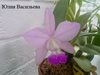 Cattleya walkeriana (Astor x Irapé) nfs (FLORALIA 2014) 